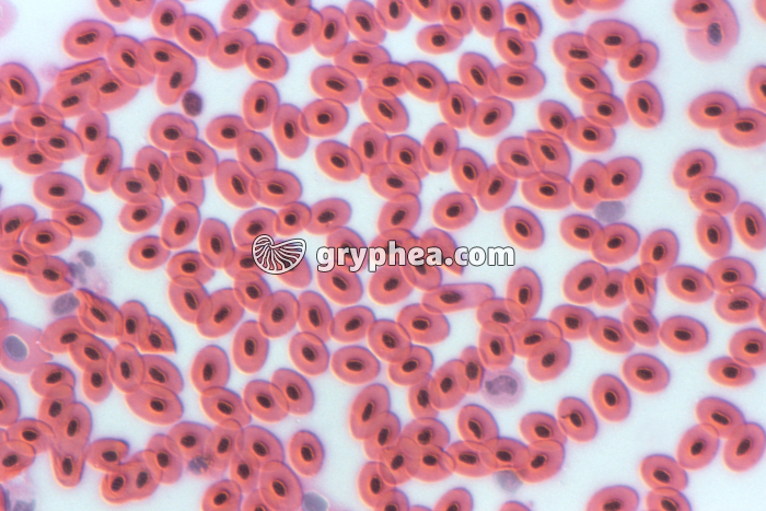 Sang batracien x100 - gryphea.org